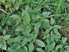 Lycopus × sherardii