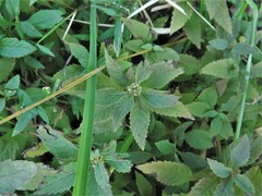 Lycopus × sherardii