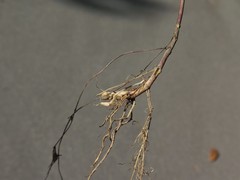 Lycopus × sherardii