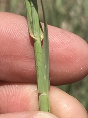 Setaria sphacelata torta