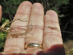 Lycopus × sherardii