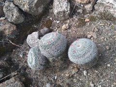 Mammillaria perbella