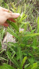 Calliandra virgata