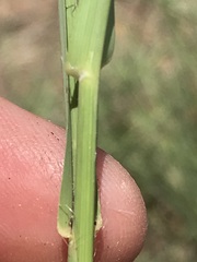 Setaria sphacelata torta