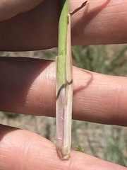 Setaria sphacelata torta