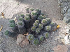 Mammillaria compressa