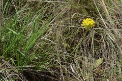Bulbine capitata