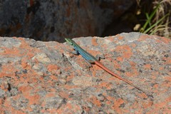 Platysaurus orientalis