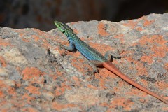 Platysaurus orientalis