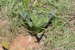 Ledebouria zebrina