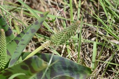 Ledebouria zebrina