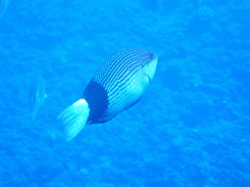 Bodianus macrourus observed 2025-09-13