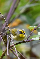 Abroscopus schisticeps