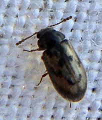 Phloiophilus edwardsii