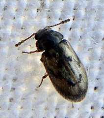 Phloiophilus edwardsii