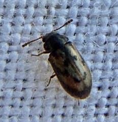 Phloiophilus edwardsii