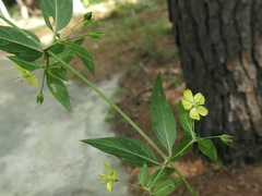 Lysimachia radicans