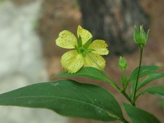 Lysimachia radicans