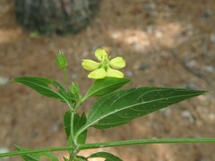Lysimachia radicans