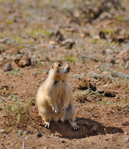 Utah Prairie Dog observed by calebstroh
