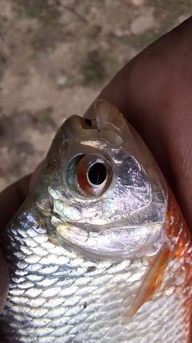Ruby tetra (Markiana geayi) — Characidae — 3