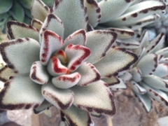 Kalanchoe tomentosa