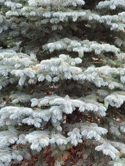 Picea pungens
