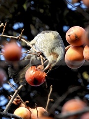 Hypsipetes amaurotis