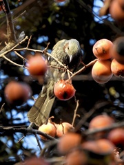 Hypsipetes amaurotis