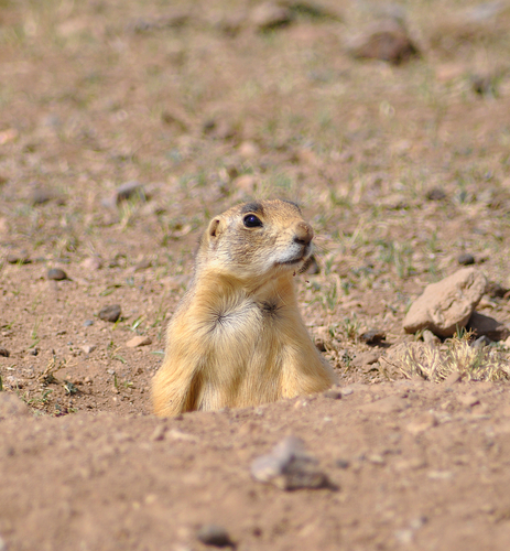 Utah Prairie Dog observed by calebstroh