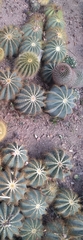 Parodia magnifica