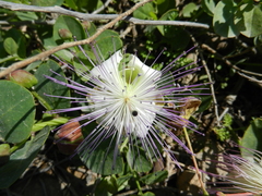 Capparis