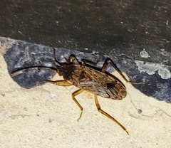 Elasmolomus squalidus