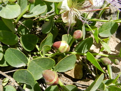 Capparis