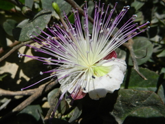 Capparis