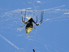 Trichonephila clavata