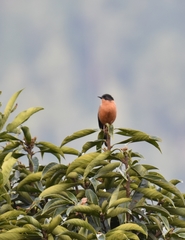 Heterophasia capistrata