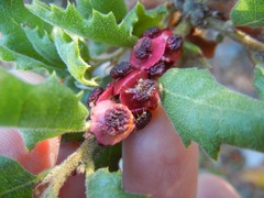 Disholcaspis prehensa