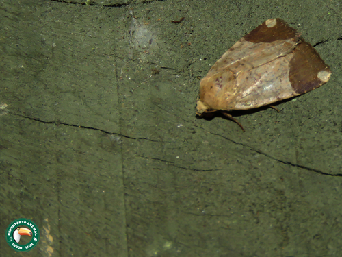 Elaphria apicalis