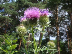 Cirsium ciliatum