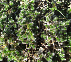 Selaginella dregei