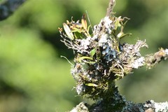 Polystachya transvaalensis