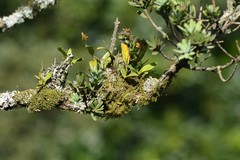 Polystachya transvaalensis