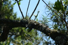 Polystachya transvaalensis