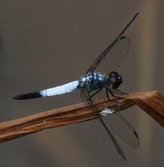 Brachydiplax farinosa