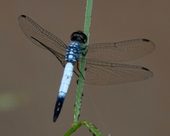 Brachydiplax farinosa