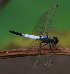 Brachydiplax farinosa