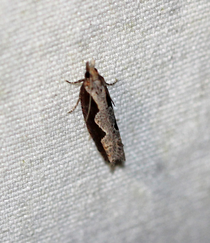 Diamondback Epinotia Moth photo 4