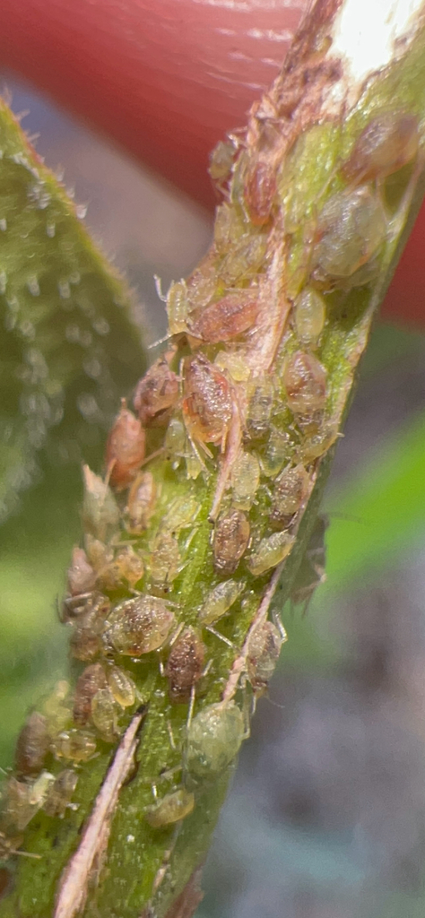 loosestrife aphid