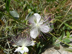 Capparis